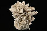 Selenite Desert Rose on Stand - Chihuahua, Mexico #264526-2